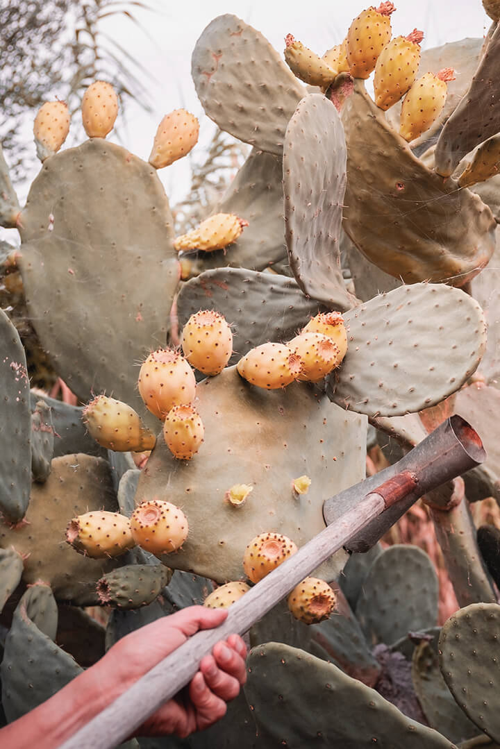 Figues de Barbarie - OYA Paris (1)